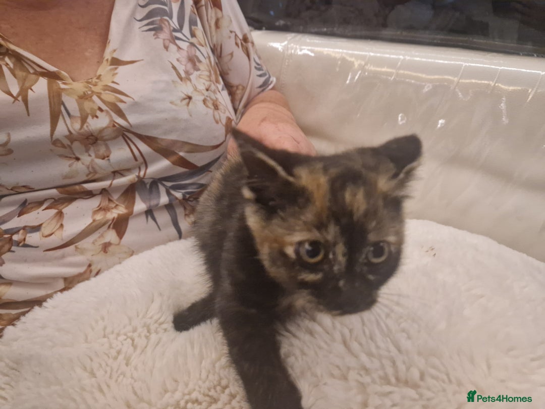 Mixed Breed cats for sale: One beautiful kitten - Image 2