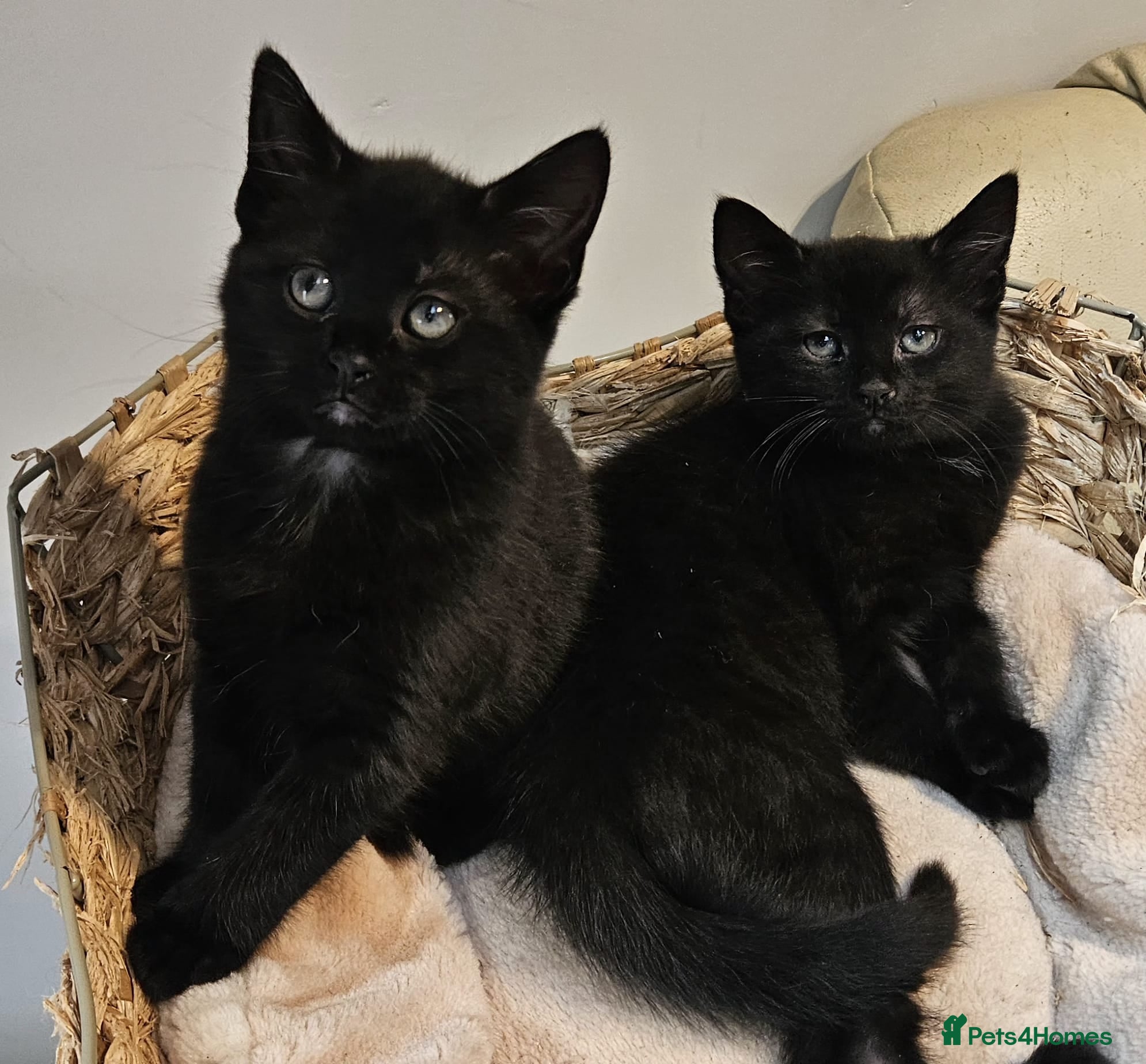 Maine Coon cats Maine coon cross kittens  - Advert 3