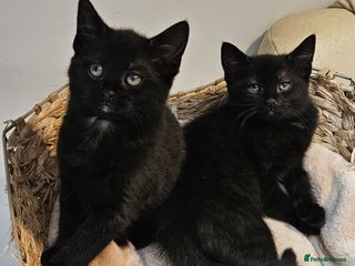 Maine Coon cats Maine coon cross kittens - Advert 7