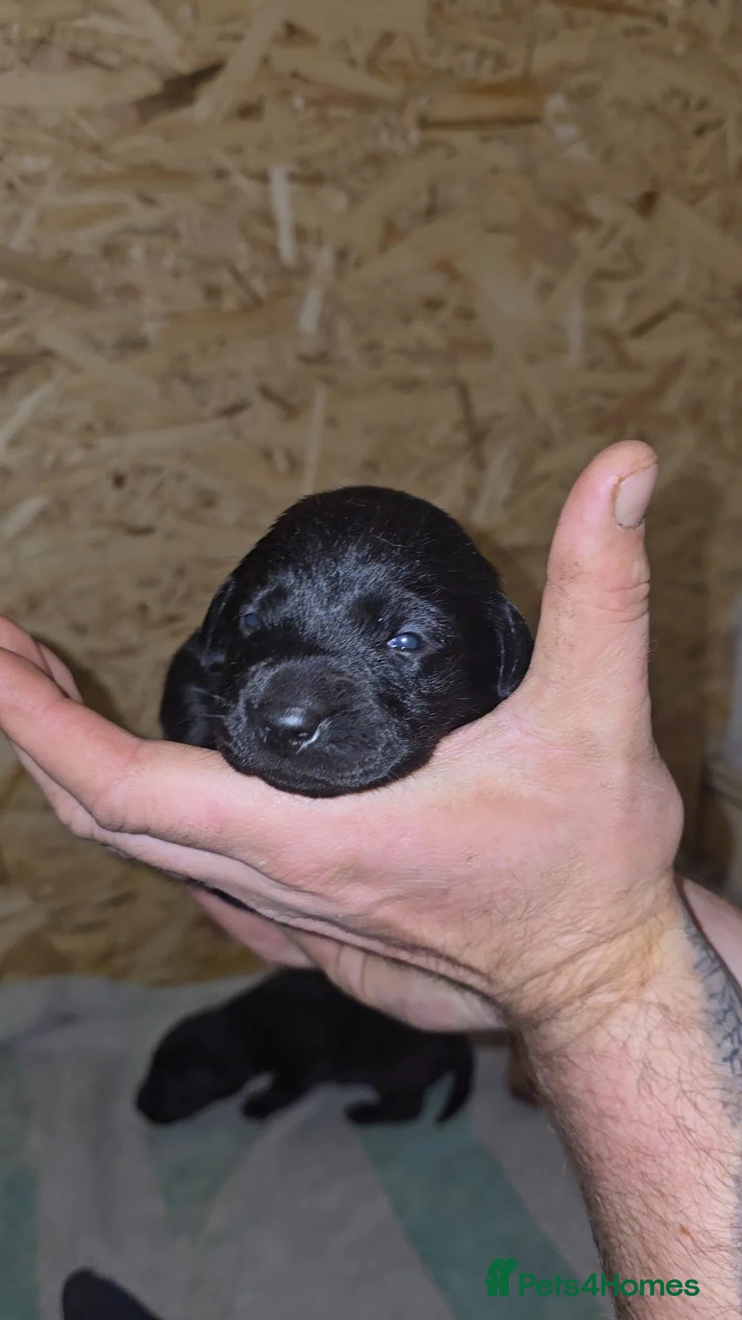 Labrador Retriever dogs for sale: 5 labrador puppies  - Advert 14