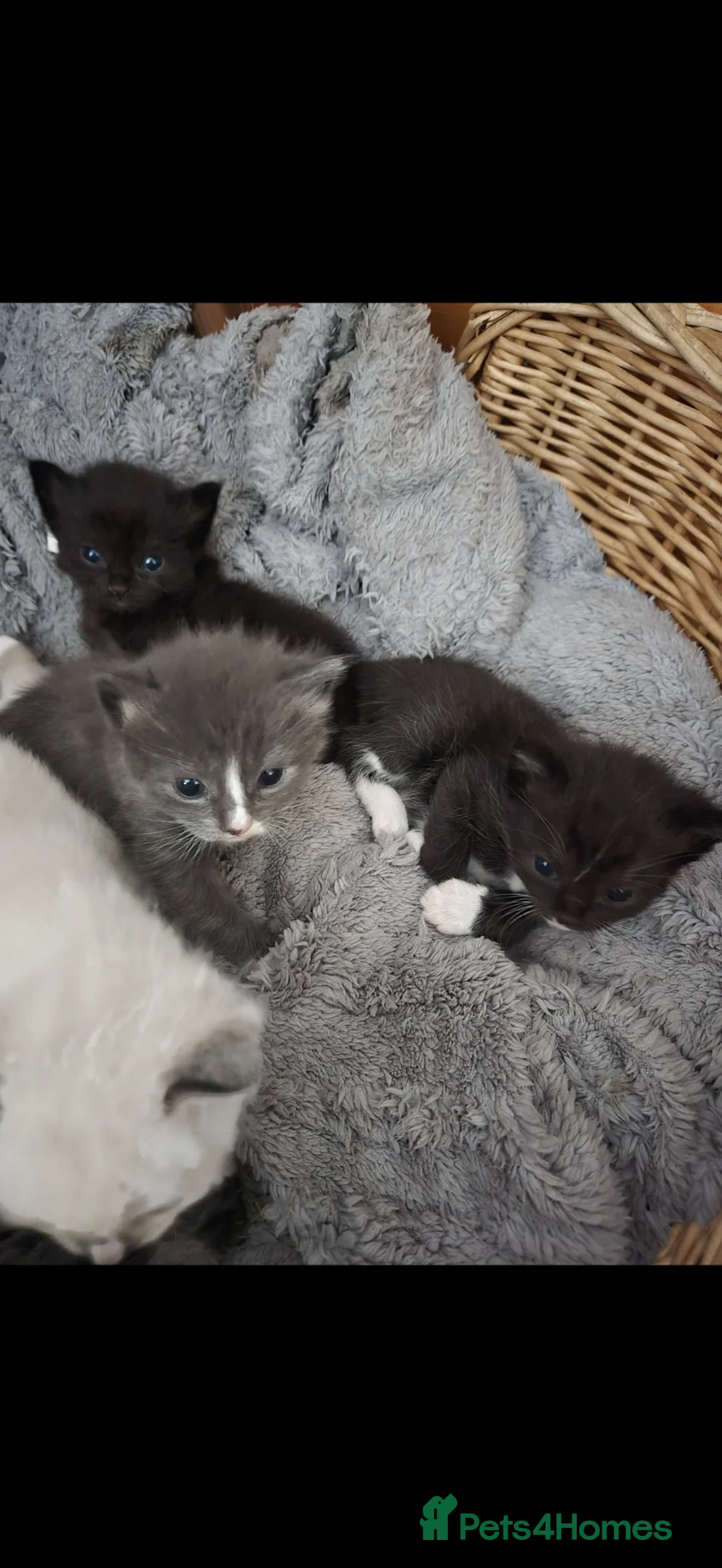 Ragdoll cats for sale: Mixed Ragdoll - Advert 2