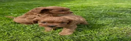 Cavapoo dogs for sale: Deep red cavpoo girls - Advert 5