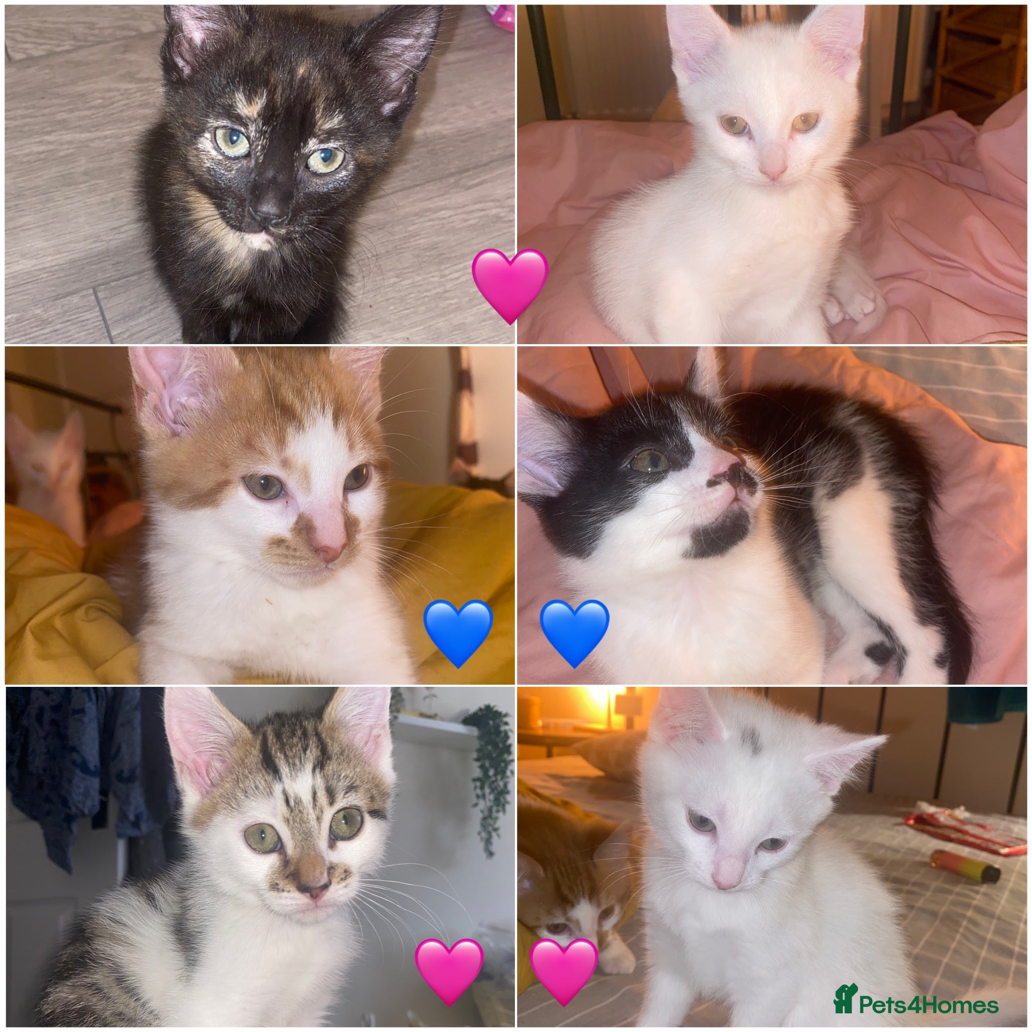 Domestic Shorthair cats 2 male/4 female lovely kittens  - Advert 5