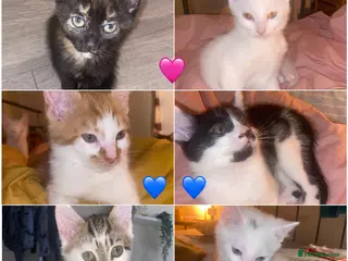 Domestic Shorthair cats 2 male/4 female lovely kittens - Advert 5