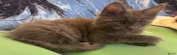 Maine Coon cats for sale: Large female Maine Coon kittens  - Advert 8