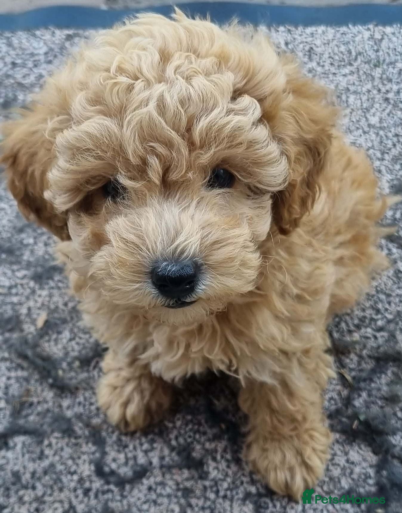 Toy Poodle dogs **Toy Poodle** - ready for her new family  - Advert 9