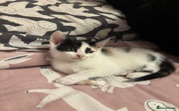 Mixed Breed cats for sale: Kittens 😸 MaineCoon x kittens READY TODAY ❤️😸🐈 - Image 36
