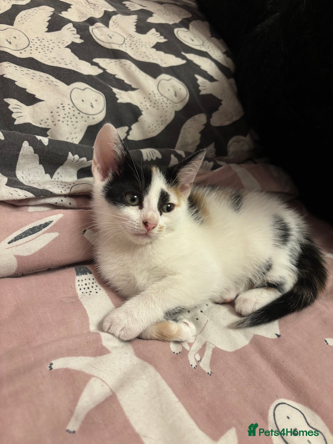 Mixed Breed cats for sale: Kittens 😸 MaineCoon x kittens READY TODAY ❤️😸🐈 - Image 36