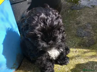Shihpoo dogs Shihpoo puppies for sale - Advert 14