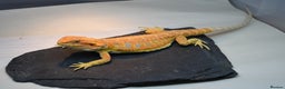 Bearded Dragon reptiles for sale: Hi Yellow/Orange & Blue bearded dragons - Advert 6
