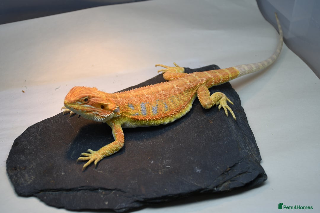 Bearded Dragon reptiles for sale: Hi Yellow/Orange & Blue bearded dragons - Advert 6