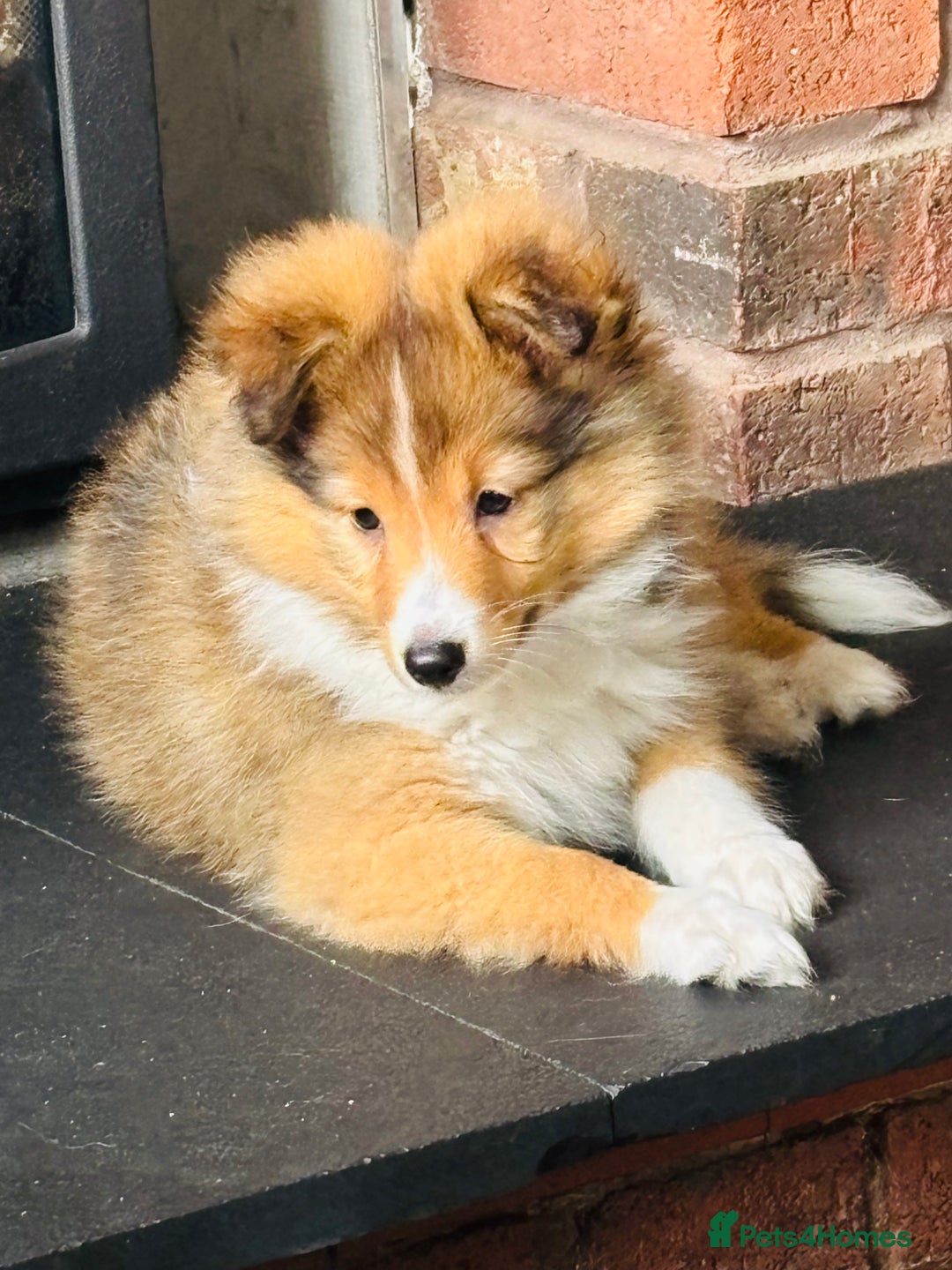 Shetland Sheepdog dogs for sale: Beautiful Shetland Sheepdog Puppies  in Goole - Image 22