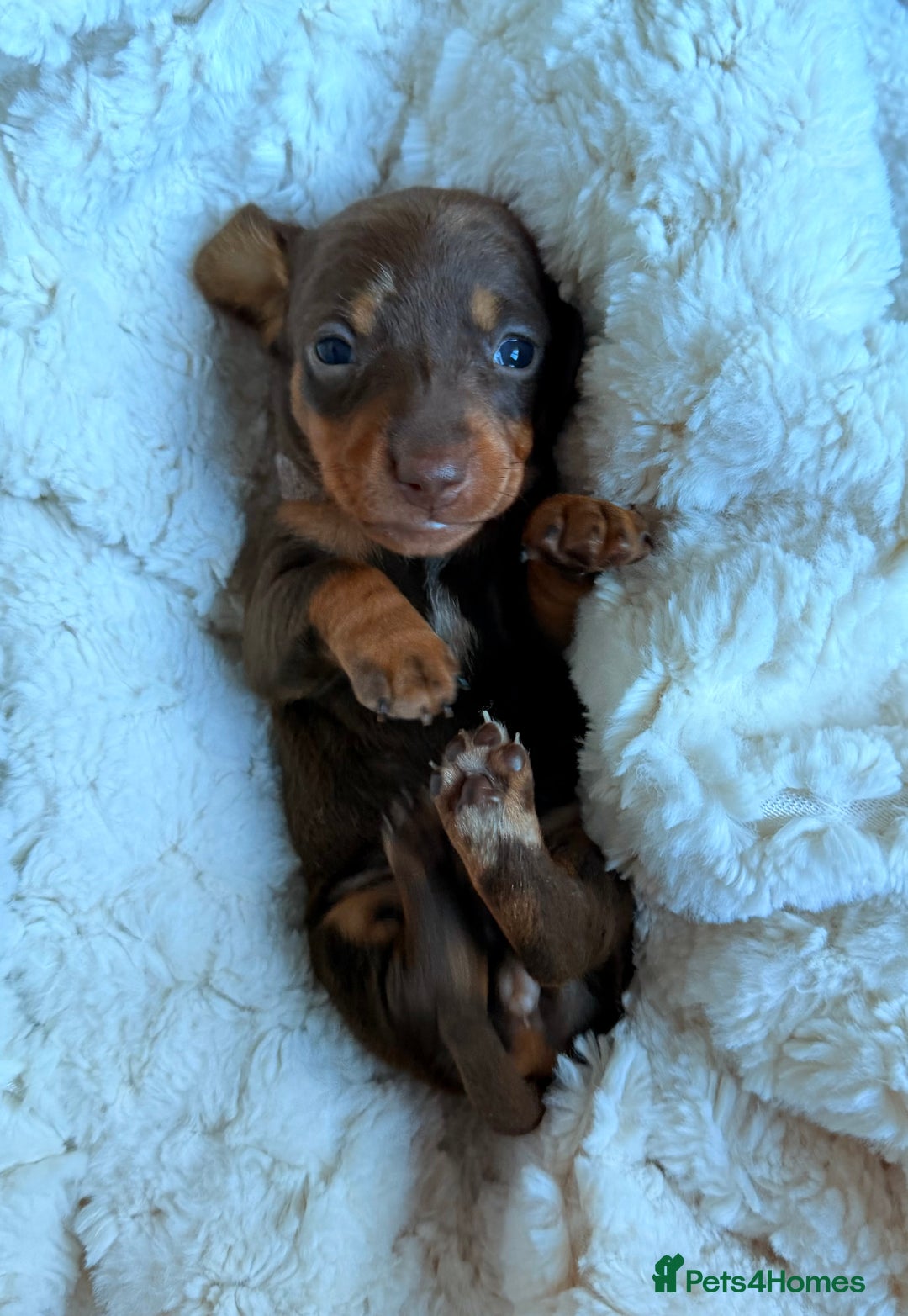 Miniature Dachshund dogs for sale: 🩵🩷✨ STUNNING MINIATURE DACHSHUND LITTER ✨🩷🩵 - Advert 13