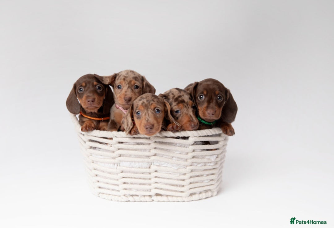 Miniature Dachshund dogs for sale: Beautiful miniature dachshunds - Image 13