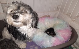 Lhasa Apso dogs for sale: Rare 5* Kyi-Leo Puppies ready for loving homes NOW - Image 8