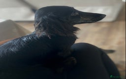 Miniature Dachshund dogs for sale: Adorable kc mini l/h  boy looking for his home .  - Image 37