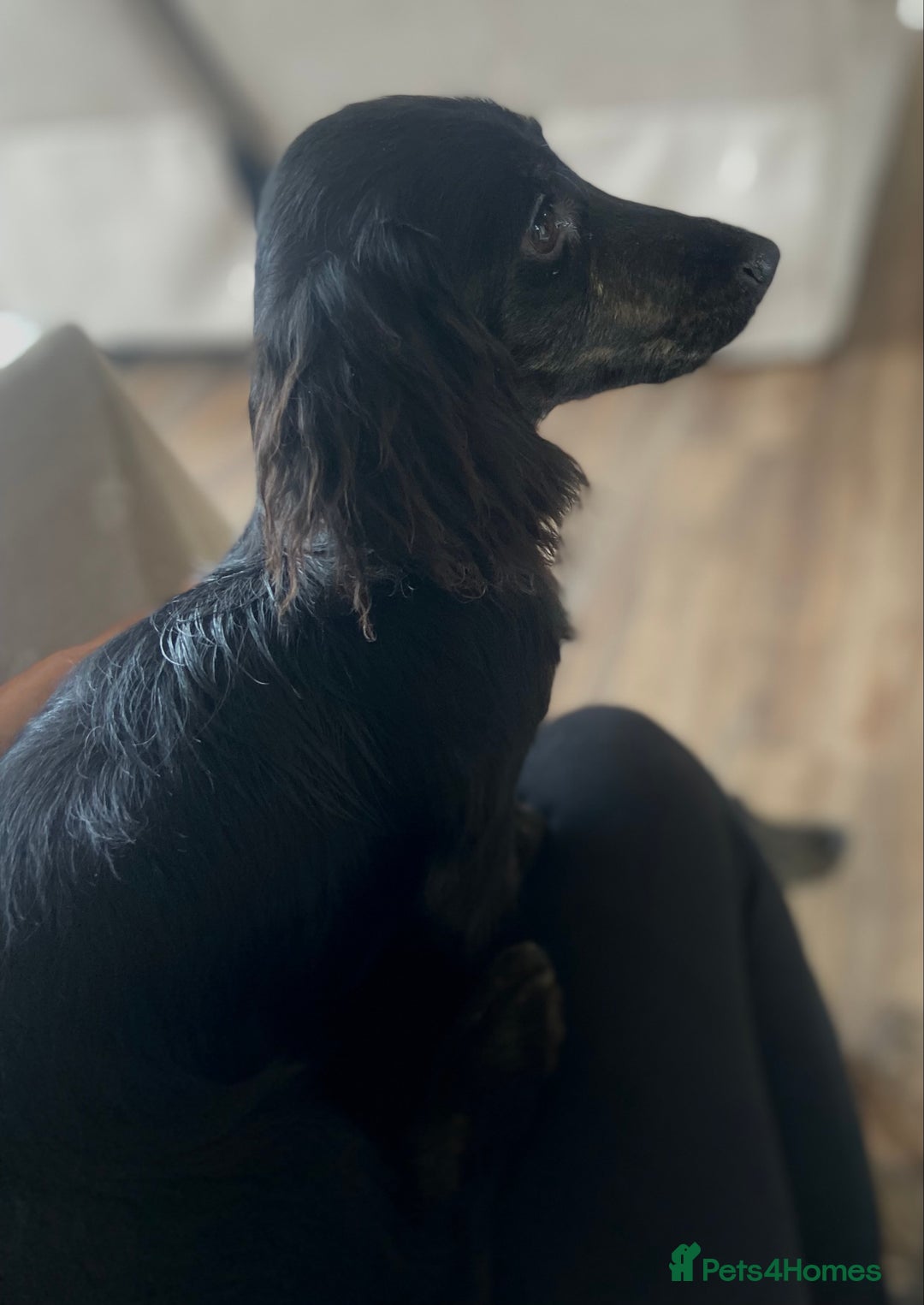 Miniature Dachshund dogs for sale: Adorable kc mini l/h  boy looking for his home .  - Image 37