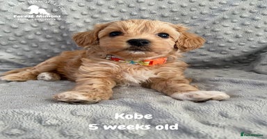 Maltipoo dogs Beautiful Maltipoo Puppies - Advert 5