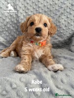 Maltipoo dogs Beautiful Maltipoo Puppies - Advert 5