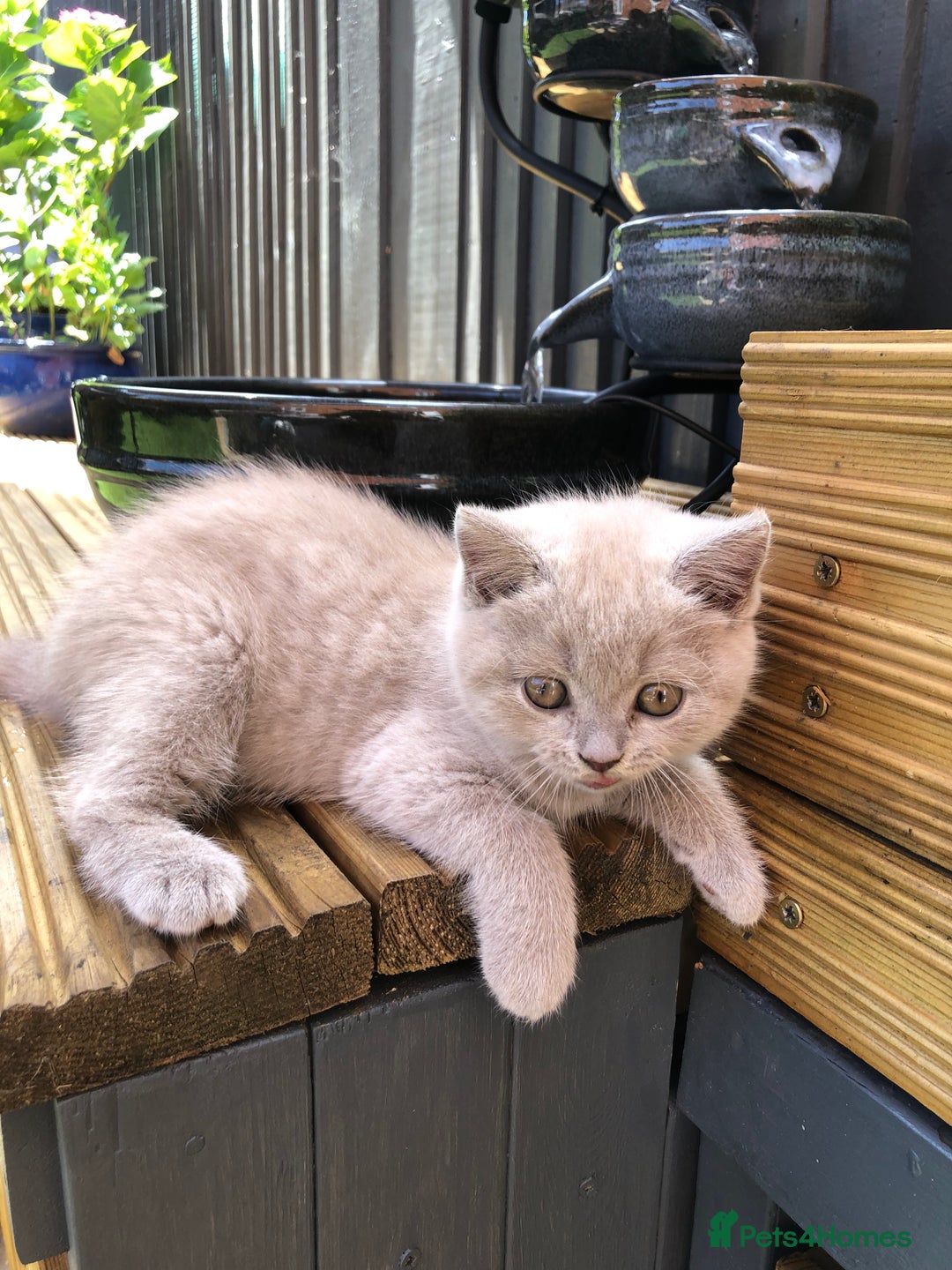 British Shorthair cats for sale: READY TO LEAVE Champion bloodline pedigree kittens - Image 18
