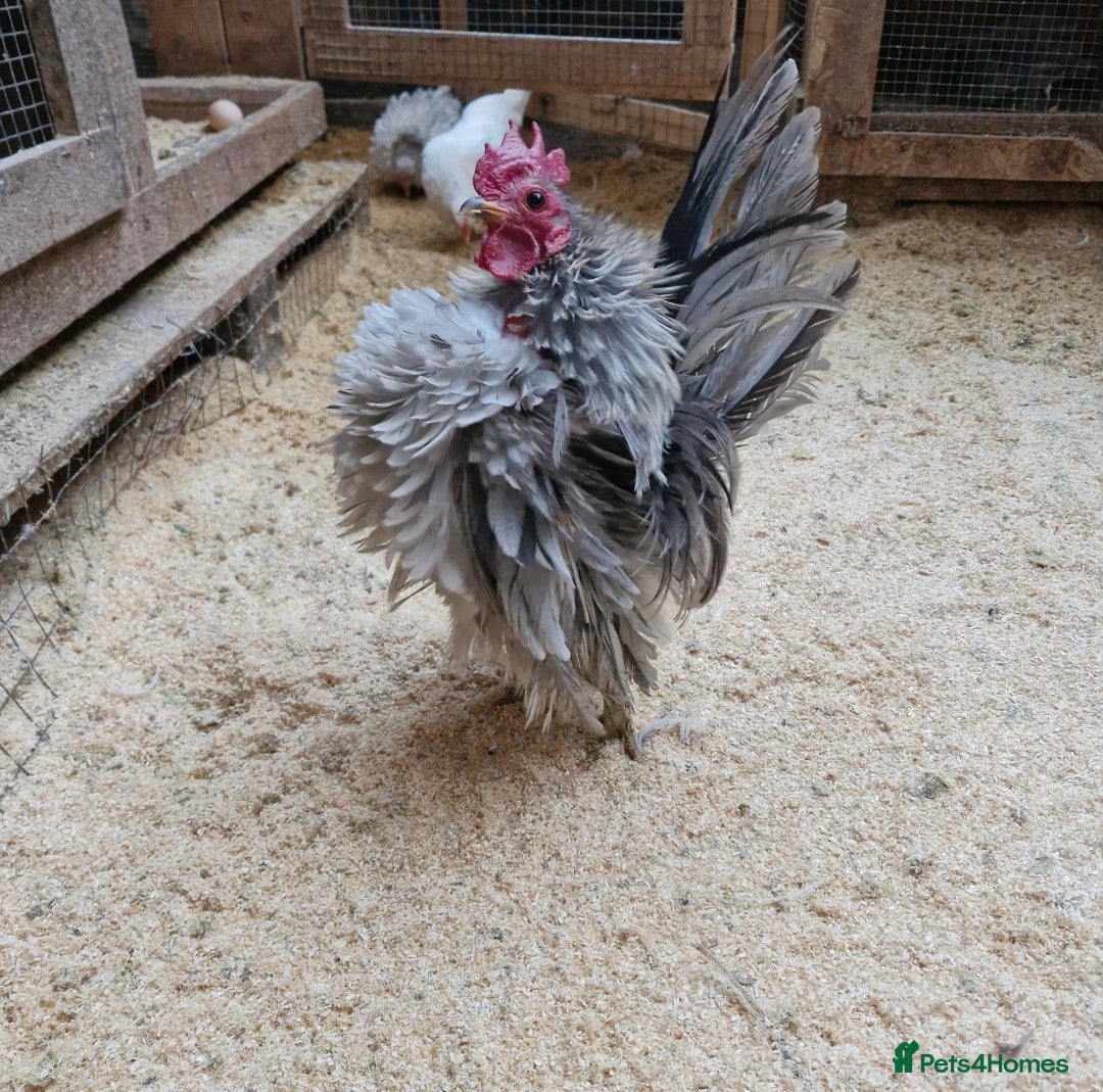 Chickens poultry Serama rooster - Advert 10