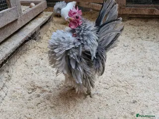 Chickens poultry Serama rooster - Advert 1