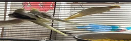 Parakeets birds for sale: Finches canarys doves parakeets parrots  - Advert 6