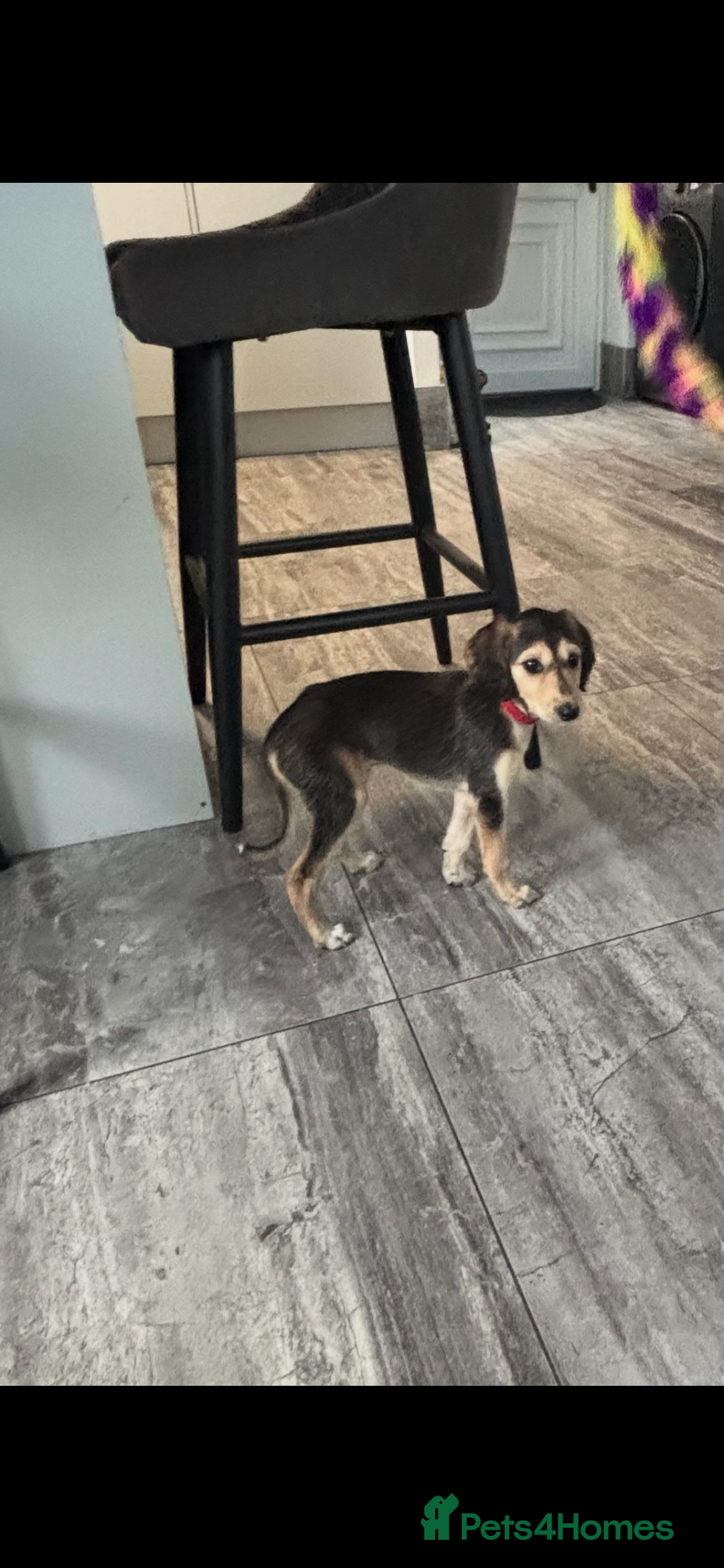 Saluki dogs for sale: Stunning Saluki puppies - Image 7