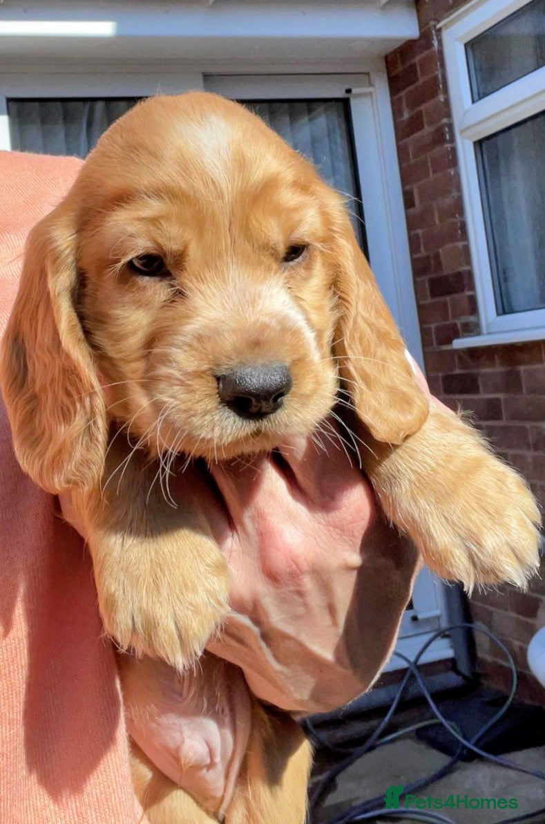 Cocker Spaniel dogs Terrific Cocker spaniels  - Advert 2