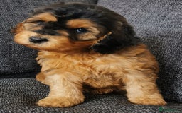 Cockapoo dogs for sale: Stunning Quality F1 Chocolate sable Cockapoo pups - Image 5