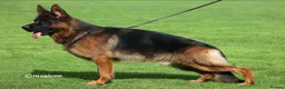 German Shepherd dogs for sale: Beautiful German shepherd puppies 1 left - Advert 23