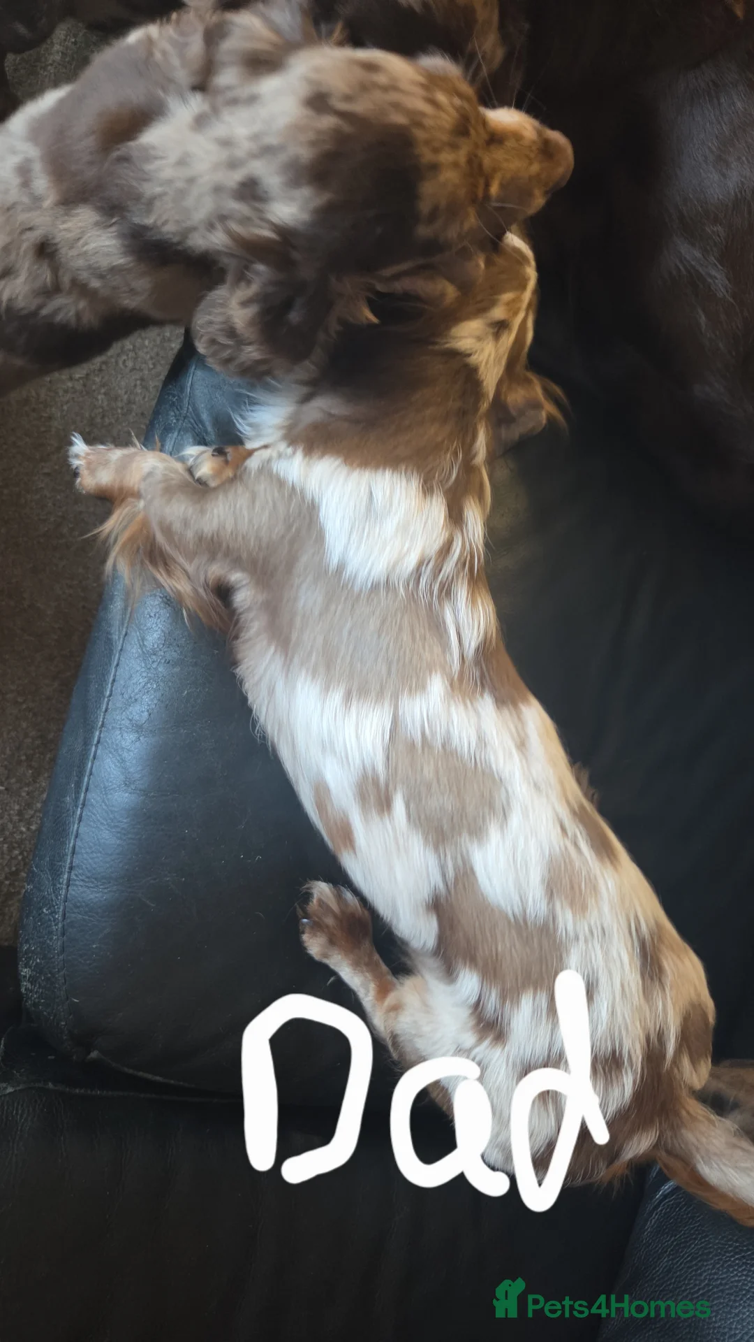 Mixed Breed dogs for sale: 4 cocker spaniel X isabella miniature dachshund  - Advert 2