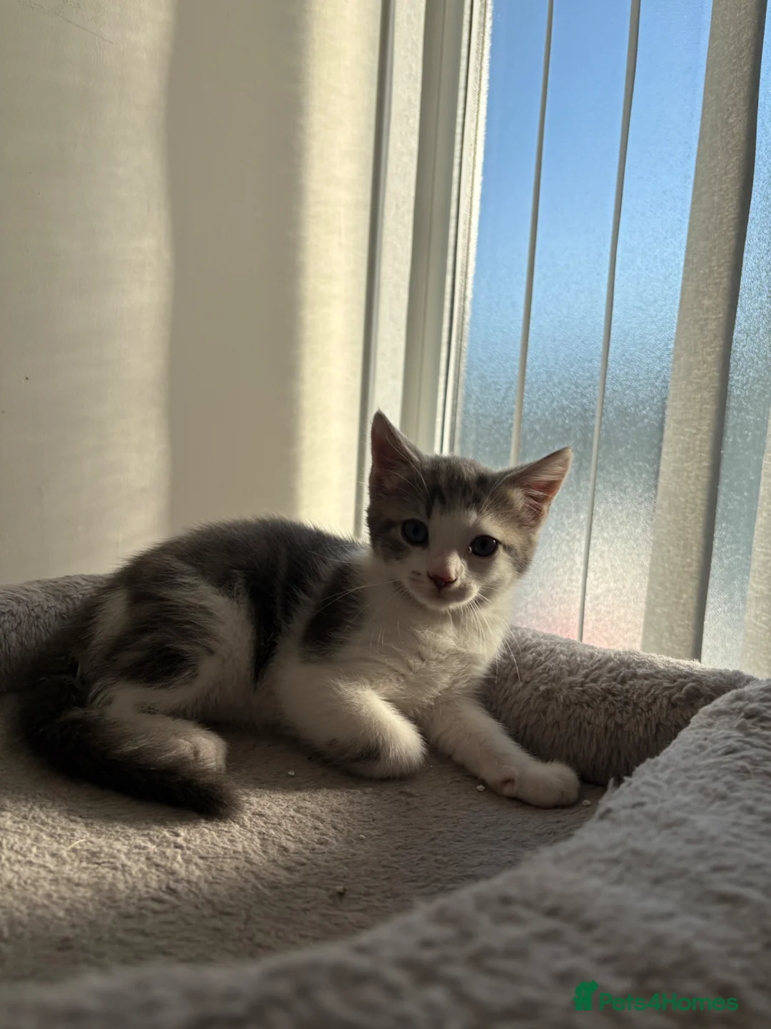 Mixed Breed cats for sale: 5 Adorable mixed breed kittens for sale. in Nottingham - Advert 1