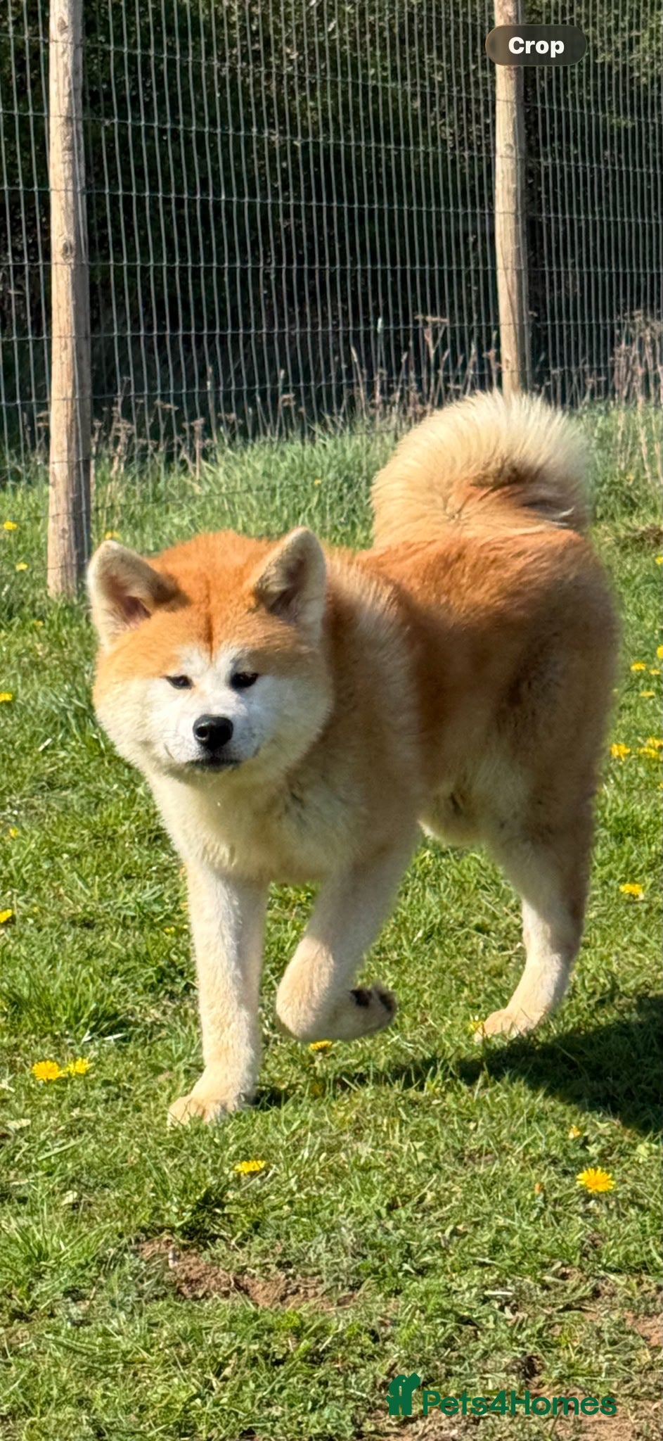 Japanese Akita Inu dogs for sale: Japanese Akita Inu  in Sandy - Advert 6
