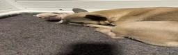 French Bulldog dogs for sale: Beautiful Frenchie boy only one @look@ - Advert 8