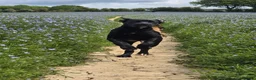 Mixed Breed dogs for sale: Rocco - Advert 3