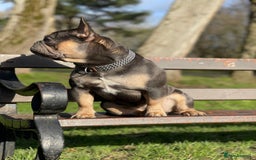 French Bulldog dogs for stud: Best producer known around  in Leigh - Image 10