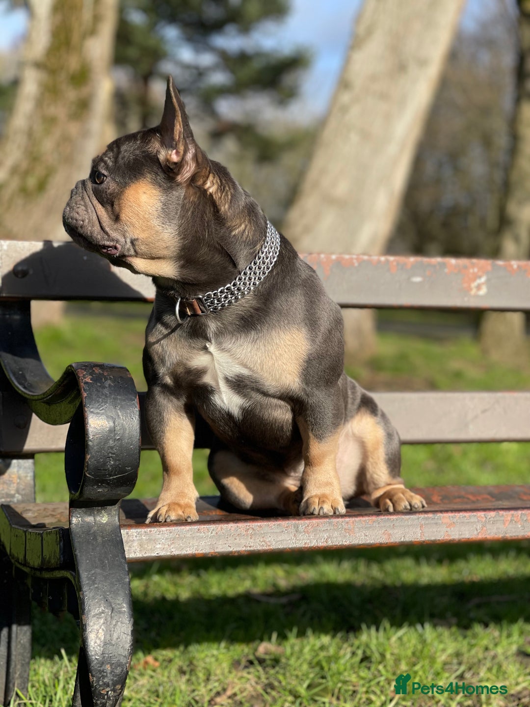 French Bulldog dogs for stud: Best producer known around  in Leigh - Image 10