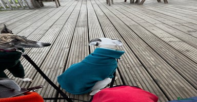 Whippet dogs - Advert 16