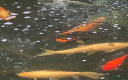 Koi Carp fish for sale: Koi Carp for Sale (rehoming due to baby and dog)  - Image 11