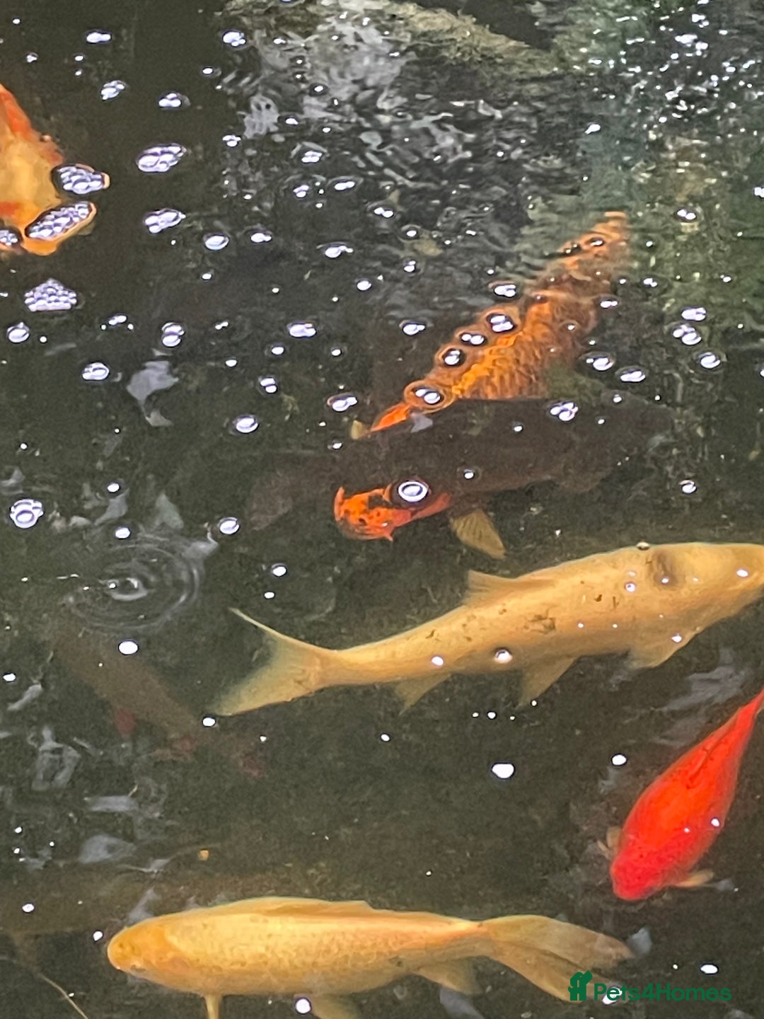 Koi Carp fish for sale: Koi Carp for Sale (rehoming due to baby and dog)  - Image 11