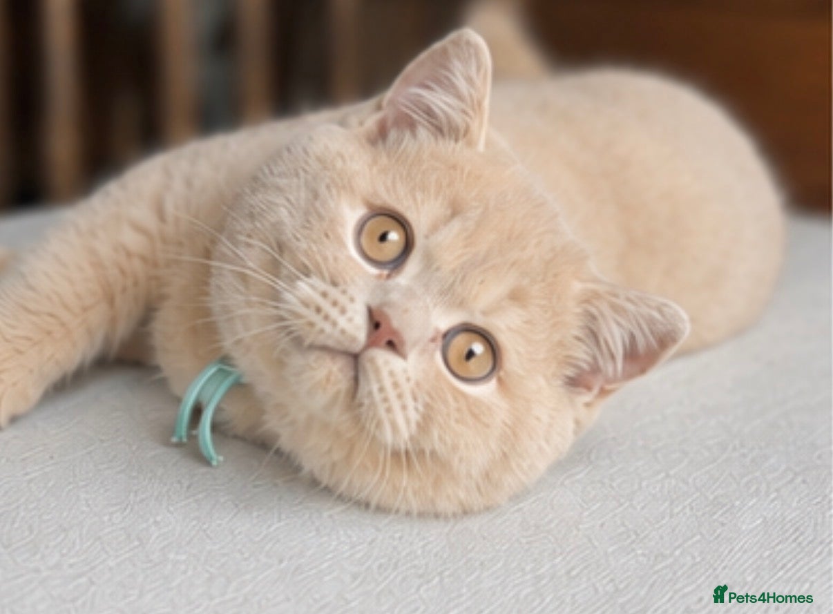 British Shorthair cats 🐾Ready to go 23rd June  / 2 boys left !  - Advert 14