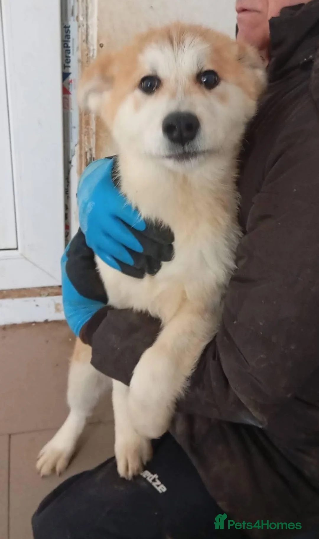 Mixed Breed dogs for adoption: Davina - north Walsham Norfolk  - Advert 12