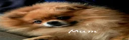 Pomeranian dogs for sale: *Beautiful dna clear pedegree boy pomeranian* - Advert 10