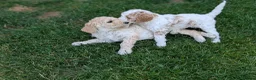 Goldendoodle dogs for sale: 🐾 Beautiful Standard Goldendoodle Puppies 🐾 - Advert 15