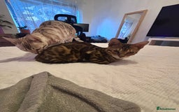 Bengal cats for sale: Male bengal kitten - Image 9