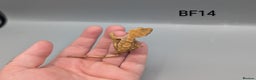 Gecko reptiles for sale: Red Flame Crested Gecko CB25  - Advert 5