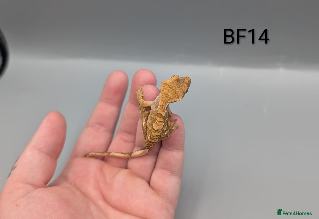 Gecko reptiles for sale: Red Flame Crested Gecko CB25  - Advert 5