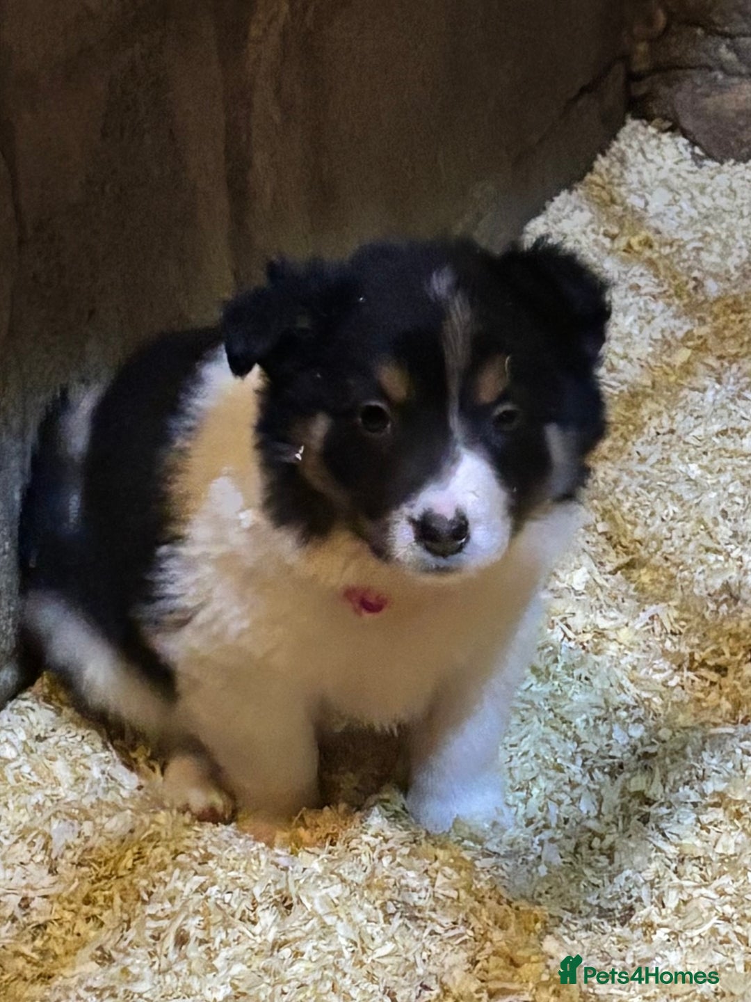 Border Collie dogs for sale: Beautiful Border Collie Pups - Image 6