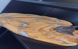 Domestic Shorthair cats for sale: Magic blue domestic short haired  - Advert 3